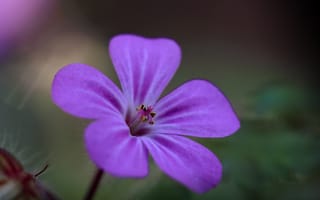 Картинка смолевка, цветок, лепестки