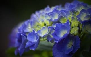 Картинка гортензия, цветы, лепестки