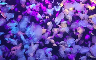 Картинка медузы, подводный мир, свечение