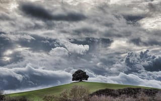 Картинка дерево, холм, облака