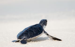 Картинка морская черепаха, черепаха, берег