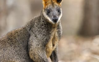 Картинка валлаби, животное, дикая природа