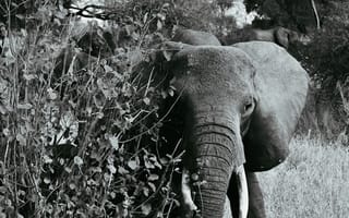 Картинка слон, чб, прогулка