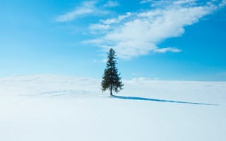 Обои дерево, снег, зима