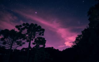 Картинка звездное небо, ночь, деревья