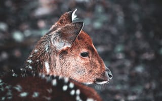 Картинка олень, морда, размытость
