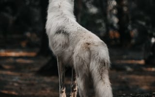 Картинка собака, волк, белый