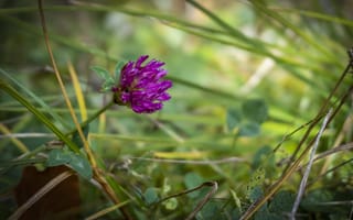 Картинка клевер, цветок, бутон