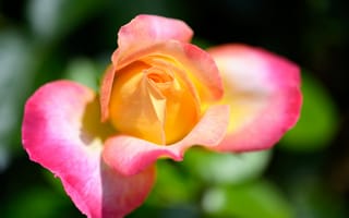 Картинка роза, цветок, градиент