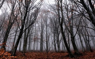 Картинка деревья, туман, лес