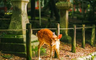 Картинка олень, животное, камни