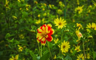 Картинка цветы, растения, поле