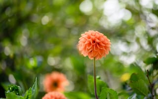 Картинка георгины, цветы, сад