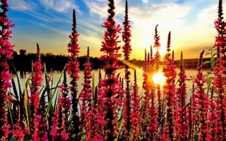 Картинка цветы, пруд, солнце