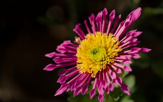 Картинка растение, розовый, цветок