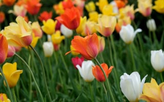 Картинка тюльпаны, цветы, поле