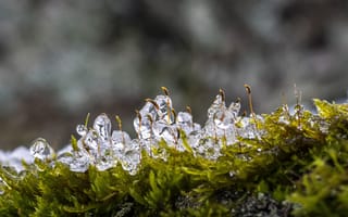 Картинка мох, лед, капли