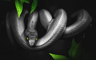 Картинка змея, фотошоп, листья