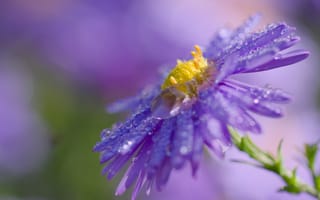 Картинка цветок, капли, макро