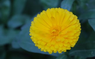 Картинка календула, желтый, цветок