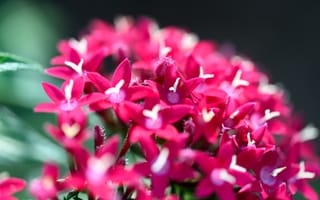 Картинка цветы, соцветия, красный