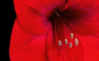 Картинка амариллис, цветок, пыльца