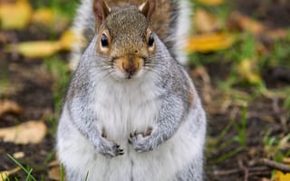 Картинка белка, грызун, милый