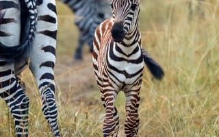 Картинка зебры, детеныш, милый