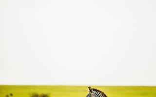 Картинка зебра, саванна, дикая природа