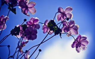 Картинка цветы, лепестки, свет