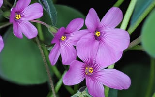 Картинка кислица, цветы, лепестки