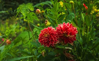 Картинка георгины, цветы, растения