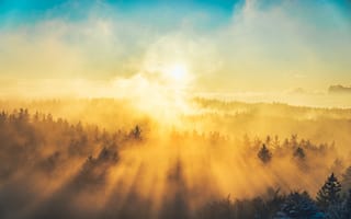 Картинка туман, деревья, свет