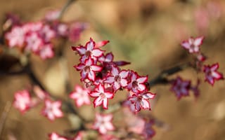Картинка лилия, цветы, блюр