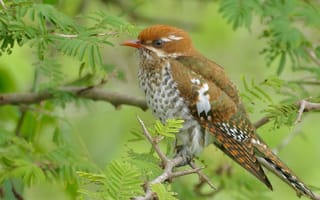 Картинка амадина, ветки, деревья