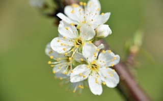 Картинка цветы, вишня, лепестки