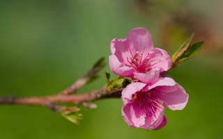 Картинка цветы, персик, ветка