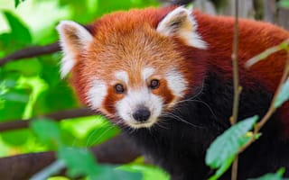 Картинка панда, животное, листья
