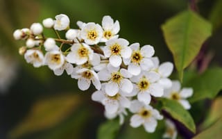 Картинка ветка, цветы, лепестки