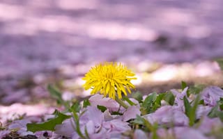 Картинка одуванчик, цветок, лепестки