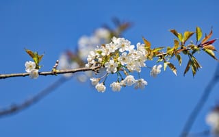 Картинка ветка, листья, цветы