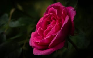 Картинка роза, лепестки, стебель