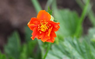 Картинка гравилат, цветок, лепестки
