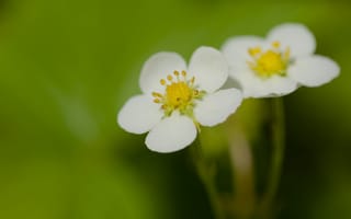 Картинка цветы, лепестки, земляника
