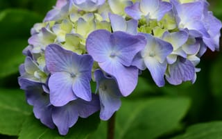 Картинка гортензия, цветы, лепестки