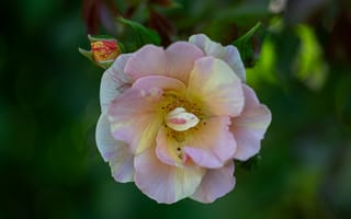 Картинка роза, лепестки, макро