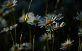 Картинка ромашки, растения, цветы