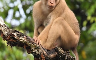 Картинка обезьяна, животное, дерево