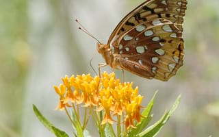 Картинка бабочка, цветы, листья
