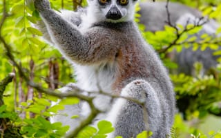 Картинка лемур, дерево, ветки